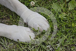 Close-up of the Yellow Labrador`s front paws.