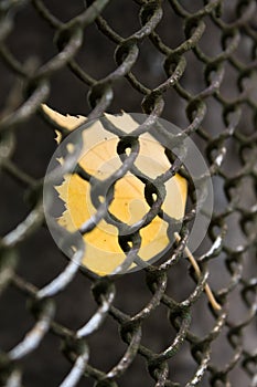 Close-up of yellow leaf in fence