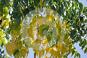 Yellow leaf of Indian cork tree