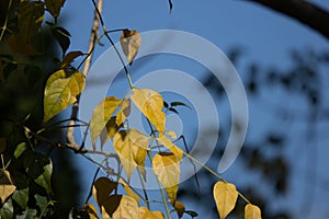 Yellow leaf of Indian cork tree