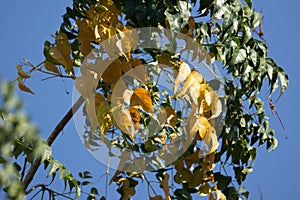 Yellow leaf of Indian cork tree