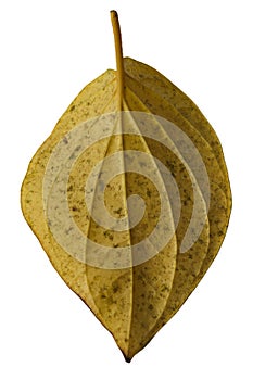 Close up of yellow leaf isolated on white background with clipping path