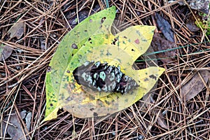 Yellow and green leaf fallen to bed of pine needles on ground with green lichen colored pine cone resting on top portrait