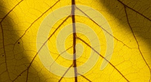 Close Up Yellow Leaf Texture with Veins and Shadow