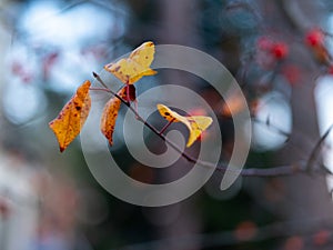 Close-up of yellow leaves on branch of tree. Autumn nature. Blur background.