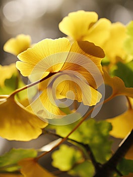 Close-up of yellow leaves and flowers on same branch. These leaves are in full bloom, with their edges facing upwards