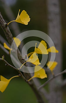 Close up of yellow leaves of a Ginkgo biloba tree, Maidenhair tree, Ginkgophyta during the autumn season.