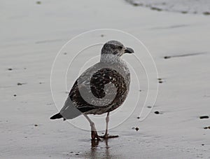 Yellow legged gull, Larus michahellis, beach