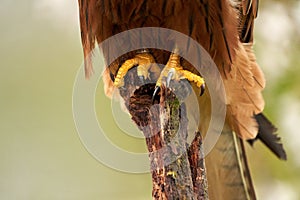 Close-up of the yellow legs of a Red Kite, The detailed bird of prey legs cling to a tree branch