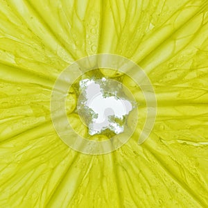 Close-up of a yellow lemon slice isolated on a white background