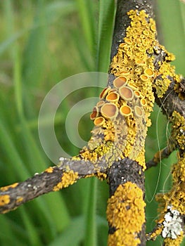 Close up of yellow lichen  growing on branch