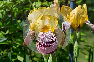 Close-up of yellow-lilac with tiger iris flowers lat. Iris on a green background