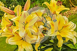 Close up of yellow lilies, Liliaceae.