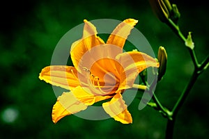 Close up of yellow lily beautiful flower in garden