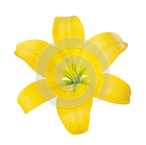 Close-up of a yellow lily flower isolated on a white background