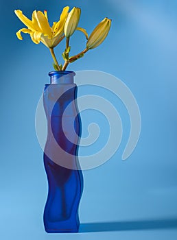 Close-up of yellow Lily flower in vase on blue background.