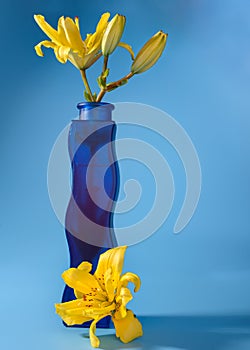 Close-up of yellow Lily flower in vase on blue background.