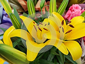 Close-up of yellow lily flowers.