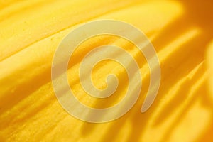 Close-up of a yellow lily petal