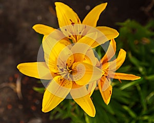 Close up of a yellow lily with red spots