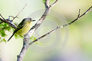 Close up of yellow-lored tody-flycatcher passerine bird