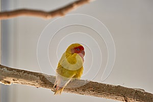 Close up of a yellow Lovebird Agapornis