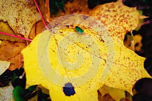 Close up yellow maple leaf from bug or virus in garden, Plant disease and Aphids, cicadas. Plant insect infestation