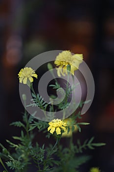 Close up of yellow marigold flower.