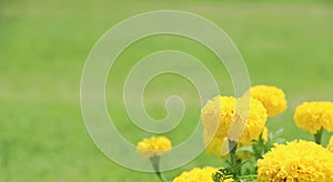 Close up yellow marigold flower in green garden background  look fresh and have copy space , Thai people growing marigold flower