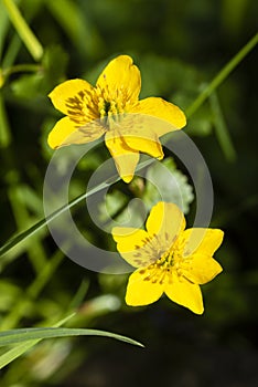 Close up of a yellow Meadow Buttercup flower. Also known as a Common, Giant, and Tall Buttercup