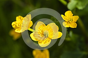 Close up of a yellow Meadow Buttercup flower. Also known as a Common, Giant, and Tall Buttercup