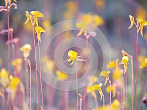 Close up yellow meadow flower are blooming in the fields, Natur
