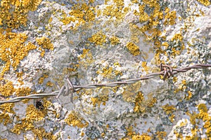 Close-up of yellow moss on white stone wall