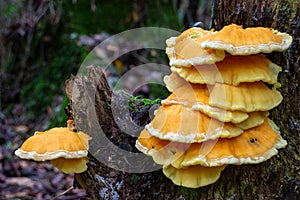 Close-up of yellow mushrooms on a tree trunk, in summer, horizontally, in Cantabria