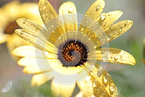 Close-up of a yellow Namaqualand daisy