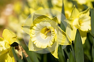 Close-up yellow narcissus