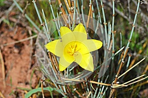 Tulipa montana var. chrysantha , Alborz mountains , Iran