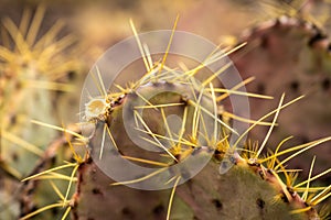 Close Up of Yellow Needles On Pricklypear