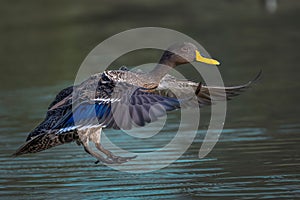 Close-up of a yellow-nosed mallard (Anas undulata) landing in a  lake