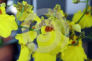 Close up of Yellow Oncidium Varicosum Orchid Flowers