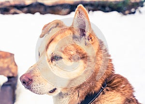 Close up of a yellow and orange Alaskan husky sled dog resting in the kennel.