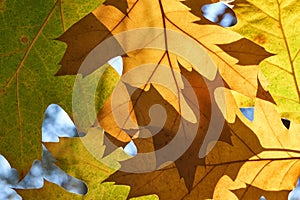 Close-up of autumn leaves backlit by the sun