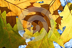 Close-up of autumn leaves backlit by the sun