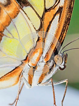 Close up of a yellow orange butterfly