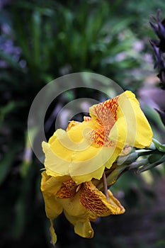 Close up yellow and orange Canna indica L. Australian arrowroot, edible canna or Indian shot CANNACEAE in the garden