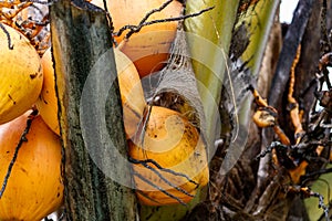 Close up of yellow orange coconuts in a bunch growing on palm tree. photo
