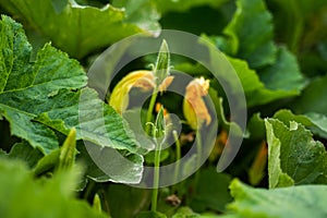 Close-up of yellow orange flower of a green pumpkin. Agriculture. Focus on flower and leaf.
