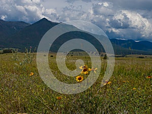 Close up of Yellow and orange flowers blooming in field in Montana with a mountain in the background