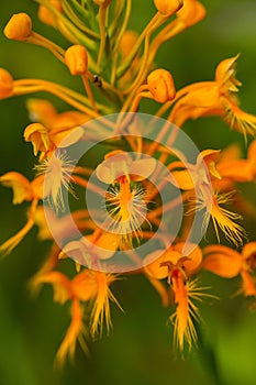 Close up of Yellow or Orange Fringed Orchid - Platanthera ciliaris