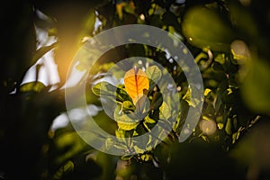 Close up yellow, orange, golden, green forest leaves.Outdoor background with bright natural beautiful color